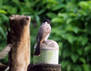 Nature bird avian