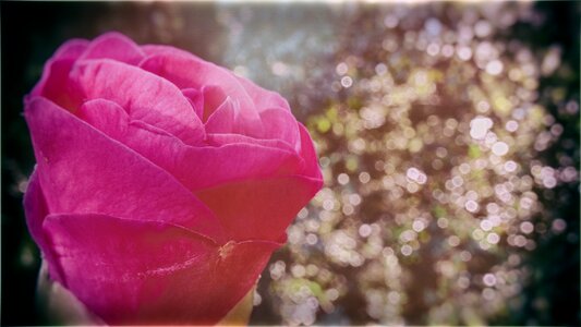 Summer flower bloom