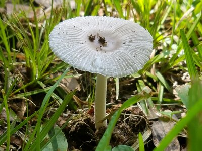 Mushrooms fungi