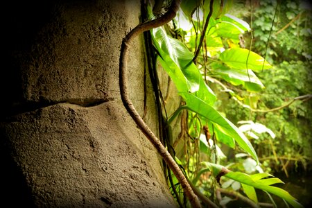 Tropical rainforest wallpaper