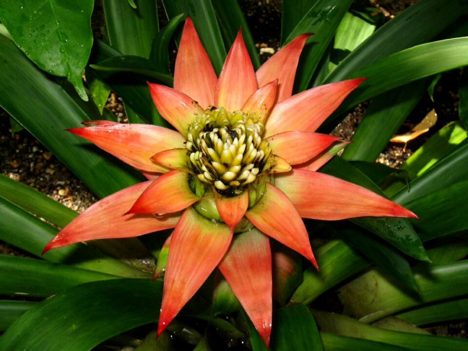 Plant garden botanical
