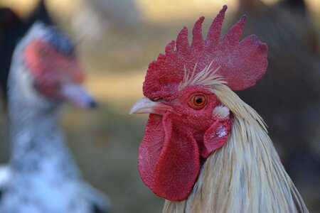 Red bird farm