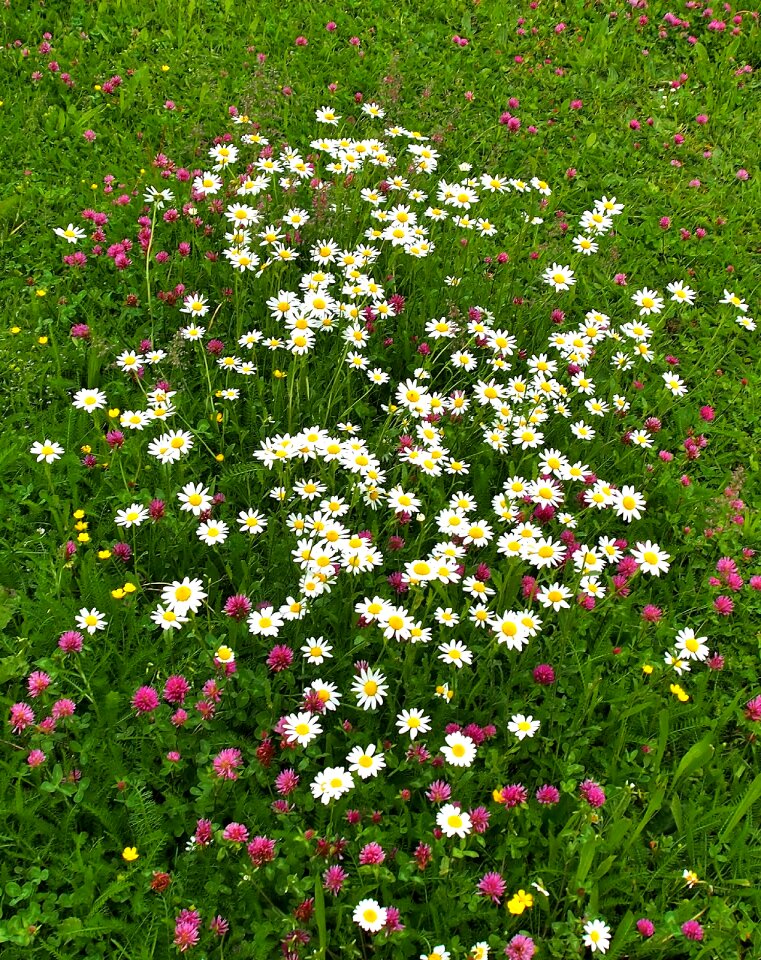 Daisies red clover meadow