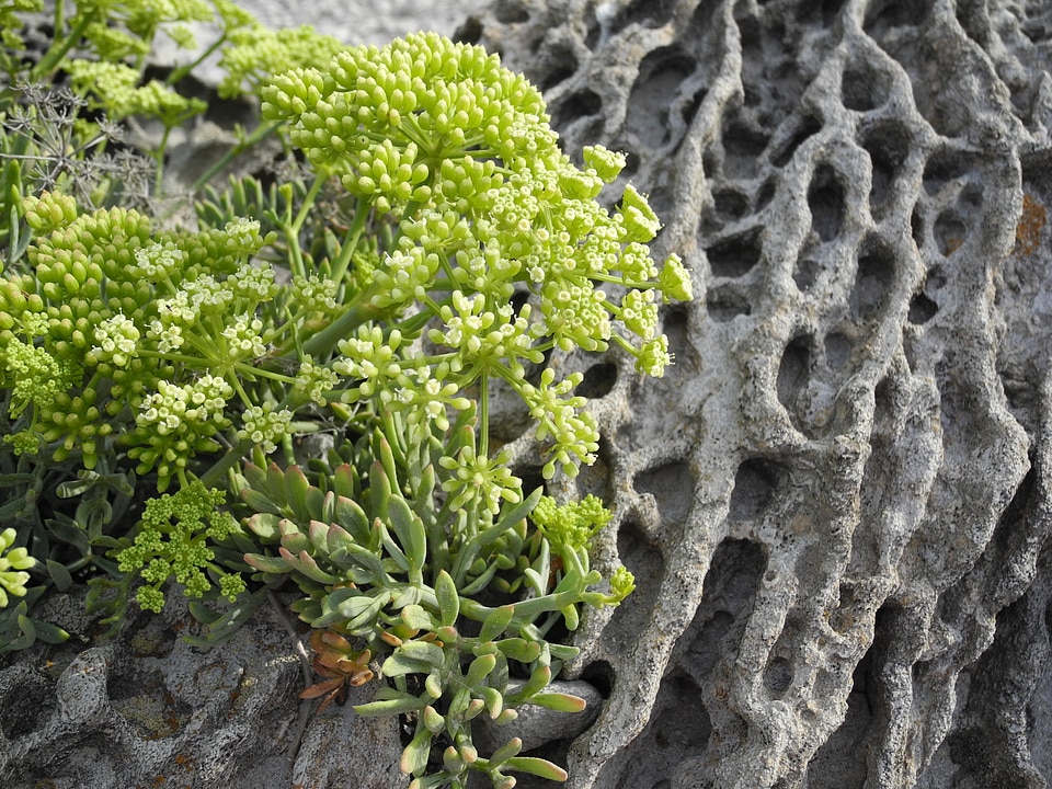 Rock succulent plant sardinia