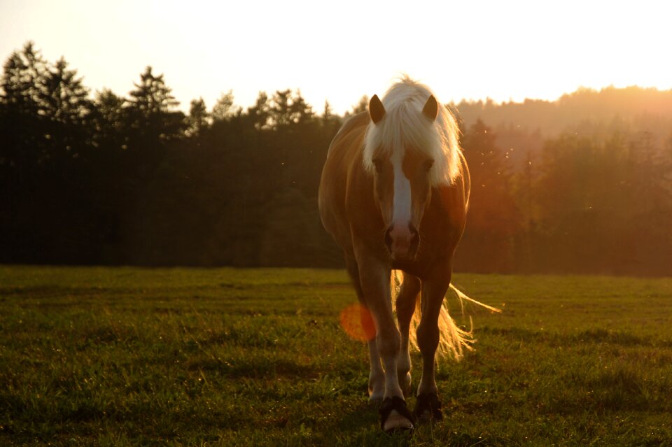 Nature meadow haflinger