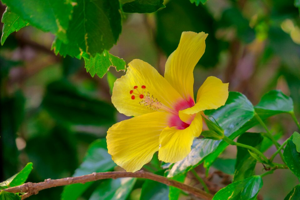 Petal color green