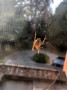 Nature cobweb arachnid photo