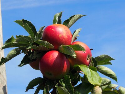 Orchard autumn branch