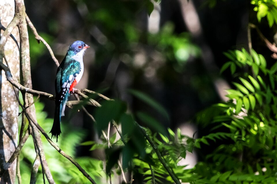 Bird tocororo endemic