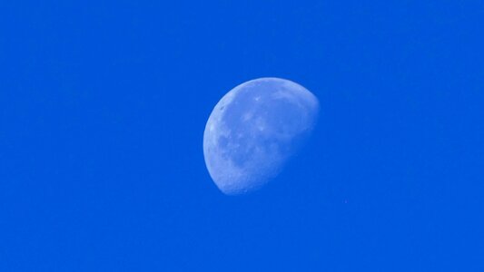 Cosmos blue luna photo