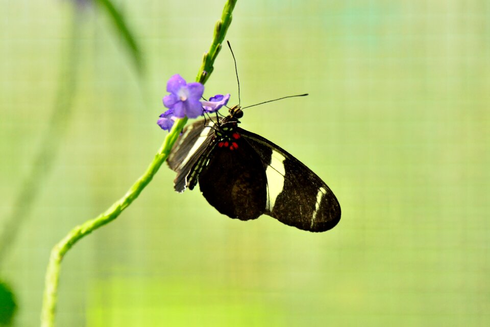 Butterfly mainau lake constance