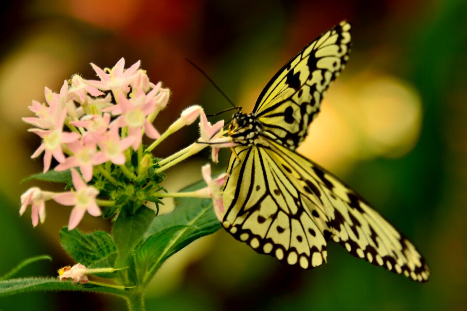 Butterfly mainau lake constance