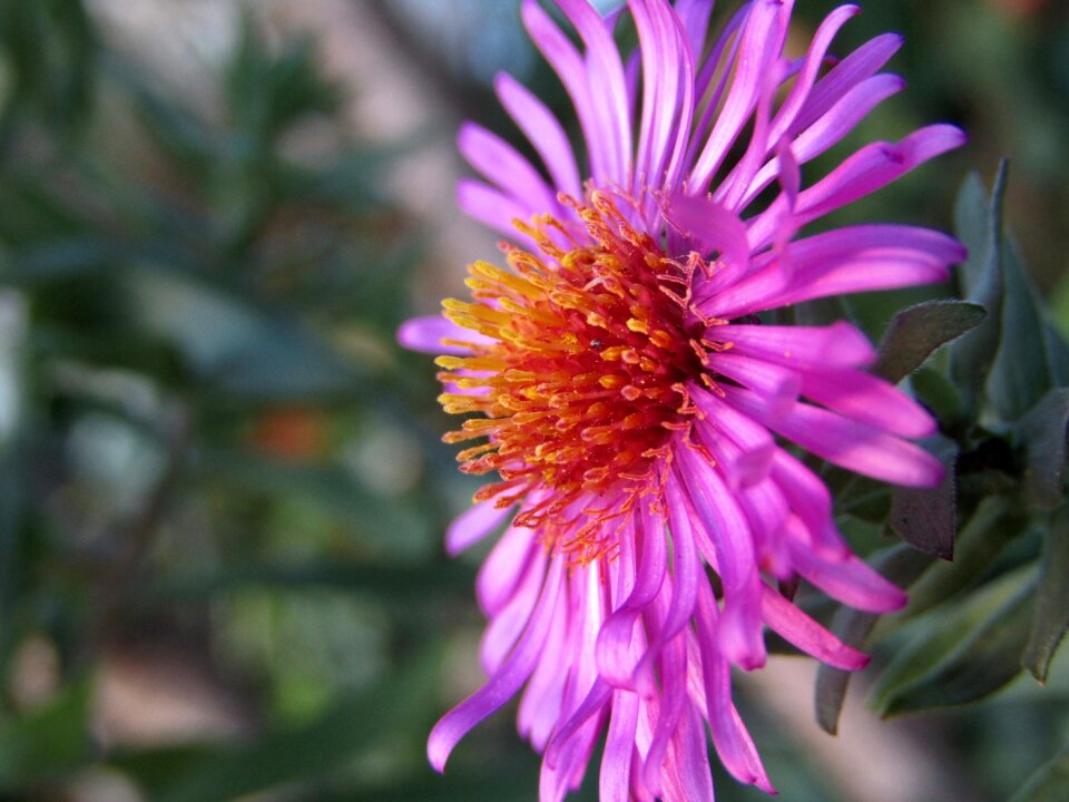 Macro zoom garden