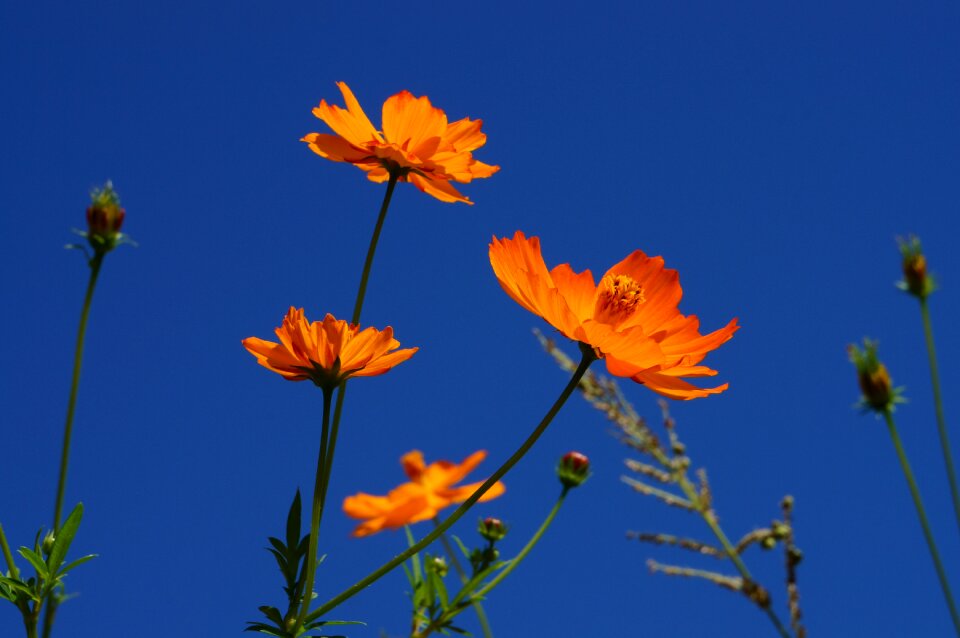 Cosmos autumn nature