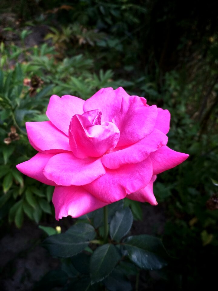 Tender luxury pink