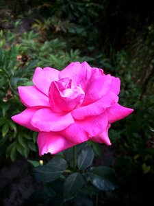 Tender luxury pink