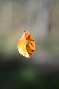 Foliage background park