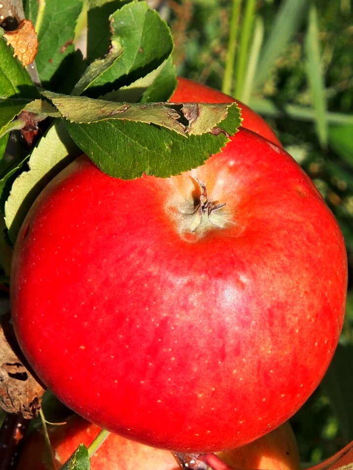 Orchard autumn food