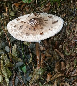 Mushroom brown leaves