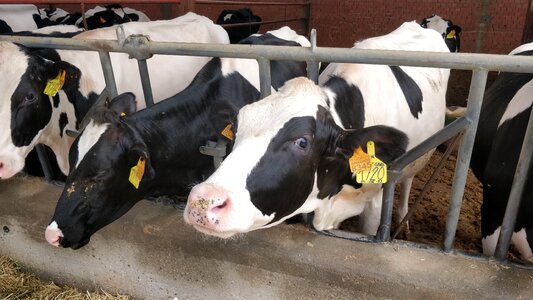 Cows farm livestock