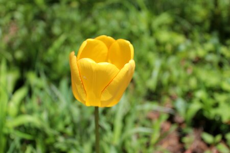 Bloom nature garden