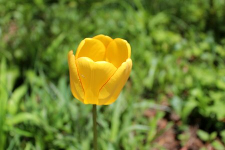 Bloom nature garden photo