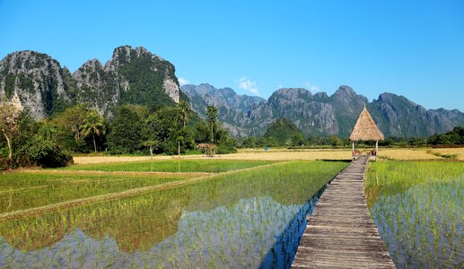 Vieng tara villa the scenery in rice field