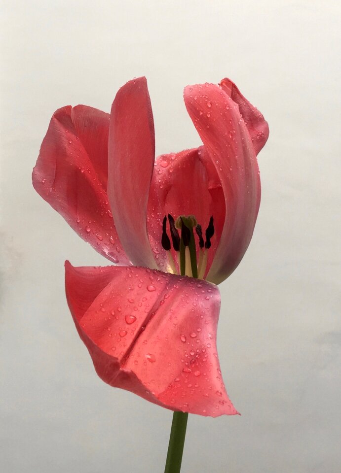 Garden nature drops