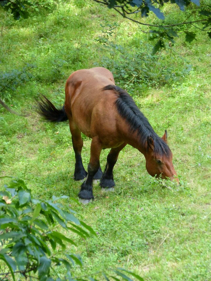 Pasture grass through browsing