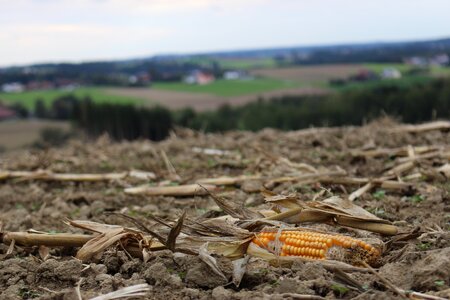 Harvest landscape autumn