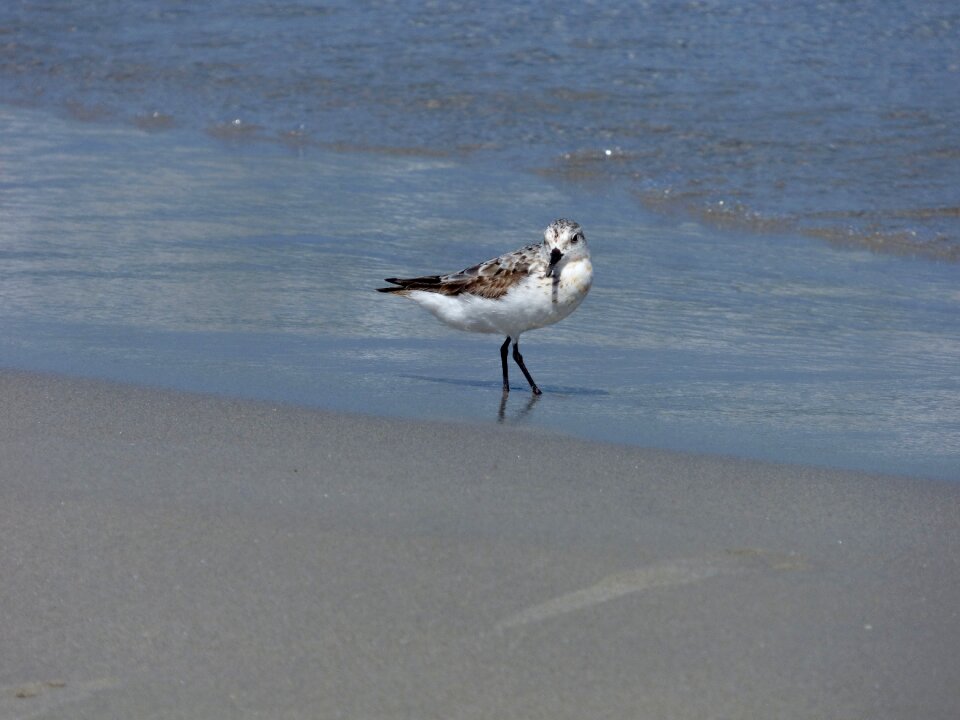 Birdwatching wildlife