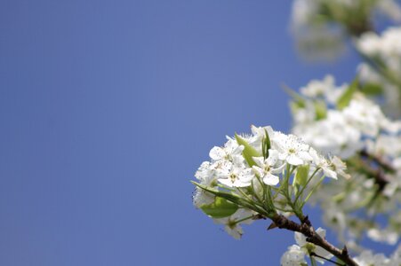 Branch tree white photo