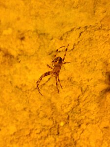 Cave spider zugarramurdi fear