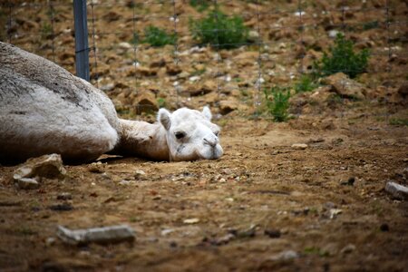 Nature animals sand