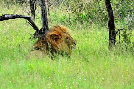 Lion kruger national park south africa