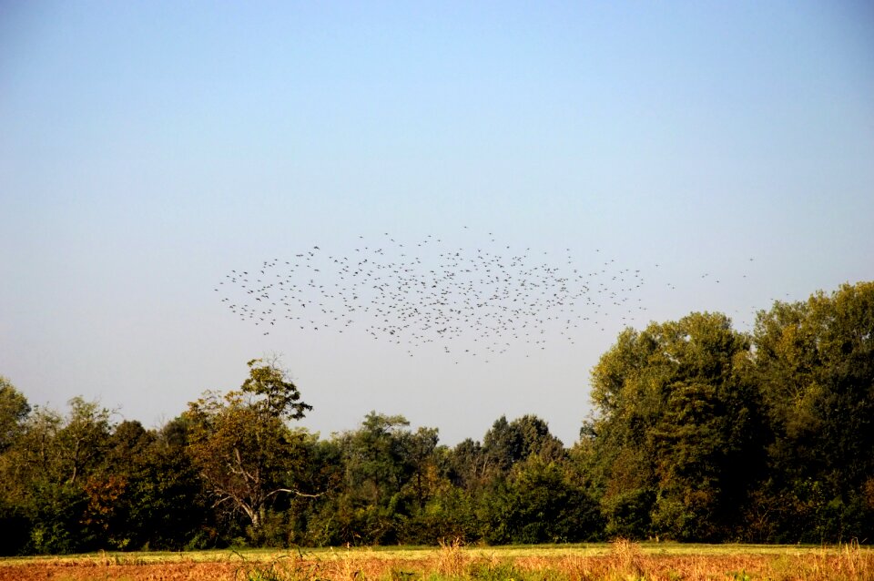 Migration flock bird