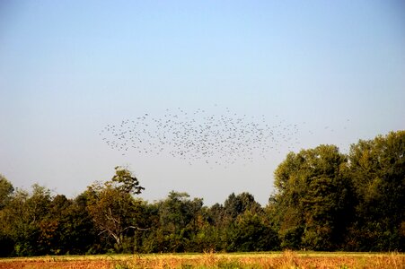 Migration flock bird