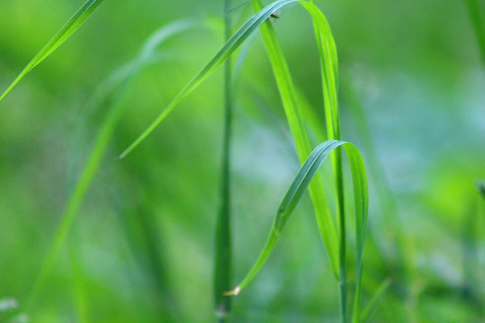 Garden fresh