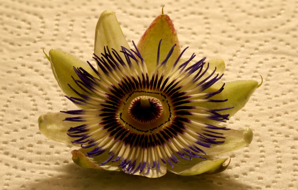 Passion flower nature close up