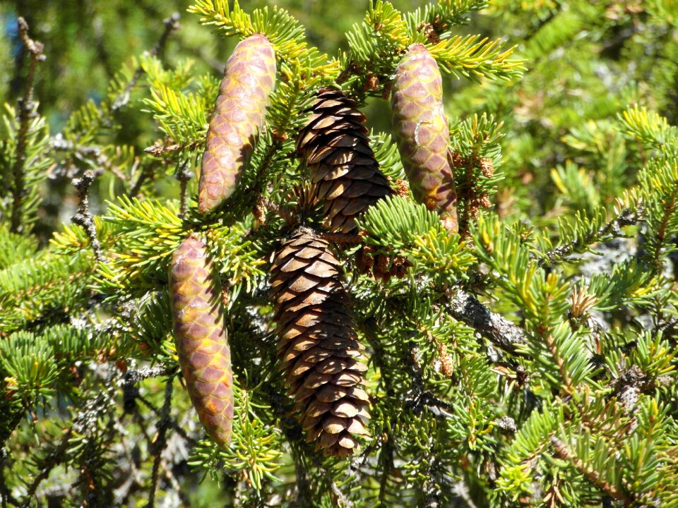 Green christmas tree cones