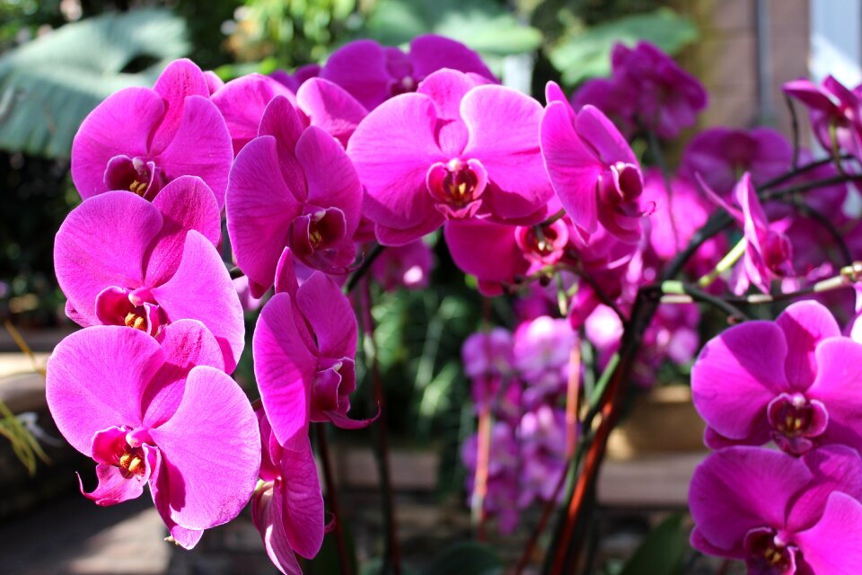 Plant nature orchids