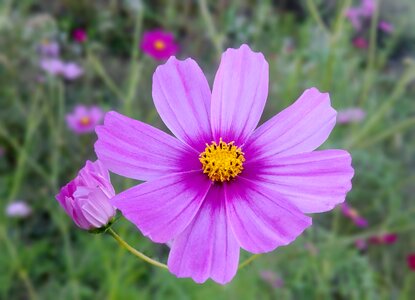 Blossom pink flower beautiful photo