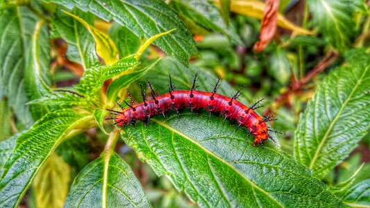 Insect worm photo