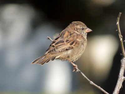 Bird house sparrow nature