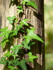 Wood ivy climber
