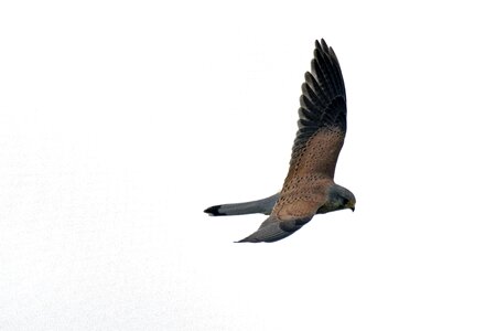 Falcon terzel raptors photo
