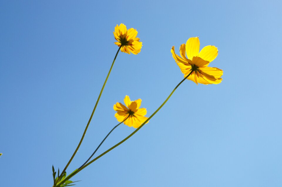 Cosmos autumn nature