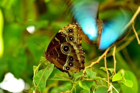 Butterfly mainau lake constance photo