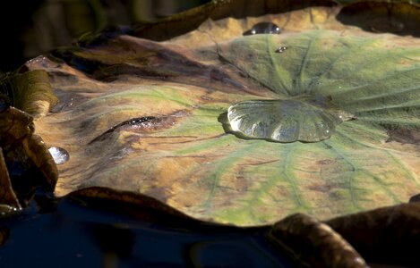 Pond lotus aquatic plants photo