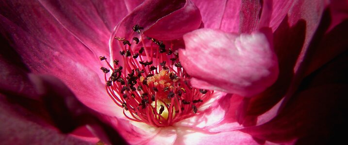 Rose stamen macro